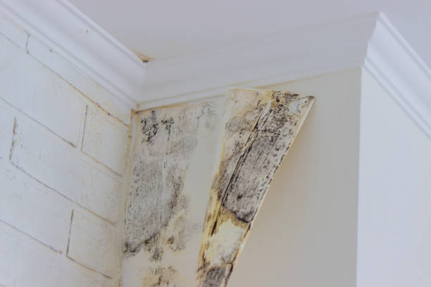 Why You Should Choose Our Mold Remediation Services in Mackinac Island, MI